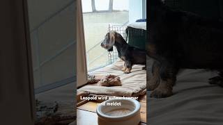 Leopold – Dackel goes Wachhund ￼dachshund rauhaardackel [upl. by Ecinaej]