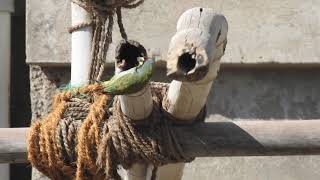 Coppersmith Barbet  Beautiful Bird Coppersmith Barbet [upl. by Cara]