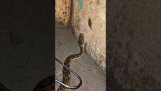 Russells viper soundRussells viper is a highly venomous snake in the family yogeshacharya1951 [upl. by Jarrell528]