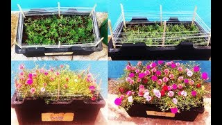 How to get more flowers on Portulaca 130 colors available whatsapp 9361427377 [upl. by Sapers891]