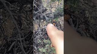 Wood rat nest amp latrine SoCal tracking nature wildlife desertwildlife [upl. by Sello]