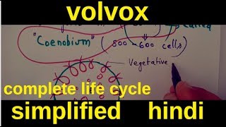 Volvox Complete life cycle [upl. by Yesnil]