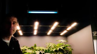 How to use UVB with LED grow lights [upl. by Annabella]