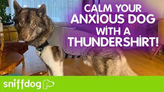 How to Help Your Anxious Dog To Calm Down With a ThunderShirt [upl. by Ahsielat]