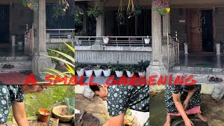 Replanting new plant 🪴A small gardening diygardeningyoutube 🪴 [upl. by Soren]