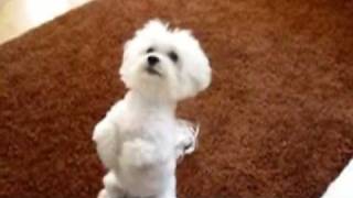 Tobi the smart Maltese Doing Dog Tricks [upl. by Norreht]