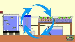 3 Easiest DIY Aquaponic Systems Builds [upl. by Skell]