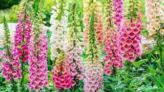 11 of the Best Foxglove Varieties for Your Garden [upl. by Thoer]