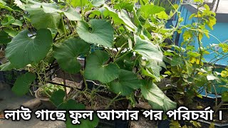 লাউ গাছে ফুল আসার পর তার পরিচর্যা । Growing Gourd in Pots  gardening tips and tricks [upl. by Stiles]