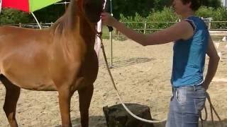 Workshop schriktraining door Paardenfeestcom [upl. by Nitnert]