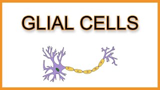 Glial Cells Astrocytes Microglia Oligodendrocytes Schwann Cells Ependymal Cells [upl. by Yrreb]