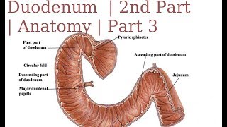 Duodenum  2nd Part  Anatomy  Part 3 [upl. by Aihsatal903]