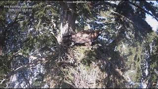 Golden Eagle Nest 1 Bucovina Romania 20240322 [upl. by Aikkan]