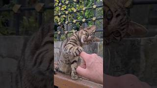 Very cute and playful tabby cat [upl. by Ynattyrb]