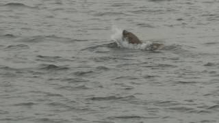 Steller Sea Lion Eating Octopus [upl. by Jay996]