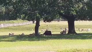 Bradgate park 🏞 [upl. by Hak]