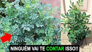 NÃO PLANTE ARRUDA ANTES DE VER ESSE VÍDEO [upl. by Maharva241]