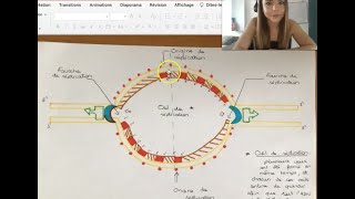 LA REPLICATION DE LADN procaryote [upl. by Nikita]