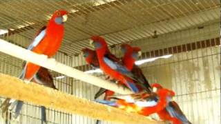 Parrot Facts  Crimson Rosella aviary [upl. by Zorana]