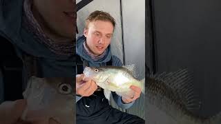 CRUSHING BIG CRAPPIES ICE FISHING shorts fish fishing icefishing crappie bigfish [upl. by Obe281]