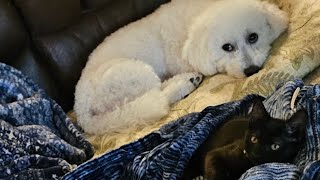 Funny kitten ignored by two bichons [upl. by Xavler586]