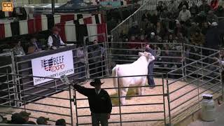 Ohio Beef Expo Shorthorn Sale Columbus OH March 2024Mar16092610 [upl. by Nerraj946]