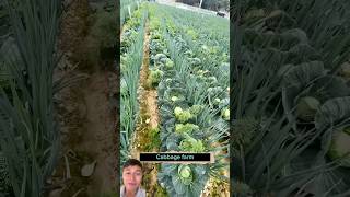 Smart intercropping of cabbage and onions farming vegetables sonlv [upl. by Ynttirb]