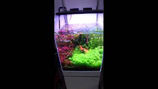 My Dutch style planted aquarium cubic 40cm [upl. by Maloy]