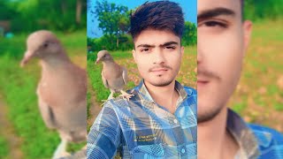 Hittinhalli Tanda Kabutar Funny Cartoon Video Viral Live 🔴🕊 shortsvirallive livevideo funny [upl. by Tabbie]