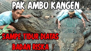 DIPELUK HINGGA NAIKIN BADAN BUAYA RISKACINTA amp KASIH SAYANG AMBO TANPA BATAS❗ [upl. by Johns]