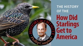 How Did Starlings Get to America History in a Minute Episode 31 [upl. by Nollad831]