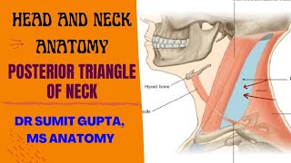 POSTERIOR TRIANGLE OF NECK  Part1  boundaries [upl. by Grosz]