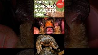 Critically Endangered Mammals of India  IUCN Red list [upl. by Dulce910]