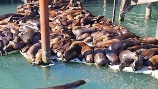 Sealions at Newport bayfront [upl. by Brodsky]