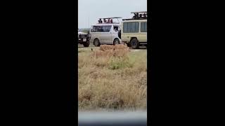 Lions came near us smilling at Masaai Mara National Park in Africa 🇰🇪 kenya [upl. by Lauritz]