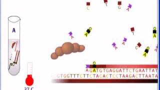 Sangers Method of DNA Sequencing Video [upl. by Gorey]