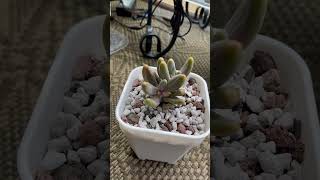 Pachysedum Ganzhou Variegated [upl. by Aehc]