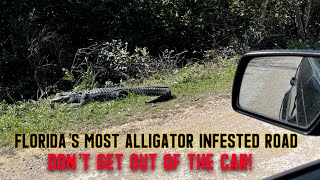 Florida’s Most Alligator Infested Road  Everglades Roadside Attractions amp Skunk Ape Headquarters [upl. by Nodnnarb622]