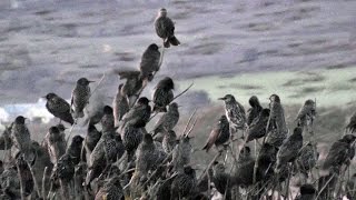 Starlings Coming To Roost  Starling Murmuration in Cornwall UK [upl. by Kellsie]