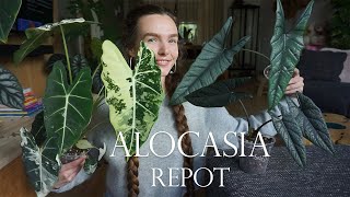 Alocasia repot  Corm hunting [upl. by Paderna]