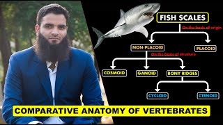 Fish Scales  Comparative Anatomy of Vertebrates [upl. by Anahsirk]