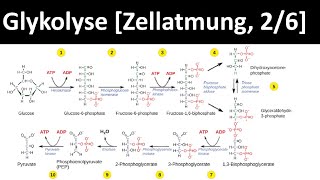 Glykolyse  erster Schritt des Glucoseabbaus  Zellatmung 26  Biologie Oberstufe [upl. by Artemla]