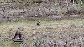 Coyote chases off GRIZ in Yellowstone National Park 51824 [upl. by Rimma300]