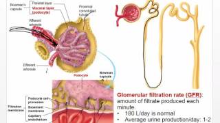 Chapter 25 and 26 Video Disorders of Renal Function [upl. by Ensoll401]