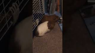 Guinea pig olympics [upl. by Anaela]