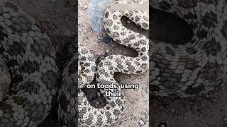 Facts About Hognose Snake [upl. by Toor760]