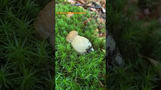 Boletus ReticulatusMay 2024 asmr asmrmushrooms fungi boletus porchini mushroomhunting [upl. by Eisteb413]