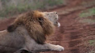 Three Male Lions Roaring in One Pride [upl. by Medardas]