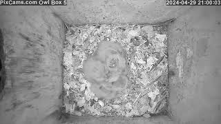 View of the owlets male brings food Screech Owl Box 5 42924 [upl. by Llerraf]