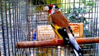 Cellular goldfinch singing to stimulate and train goldfinch chicks to sing  YouTube Music [upl. by Notlih]